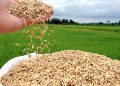 Arroz tem forte valorização e se aproxima de R$ 80