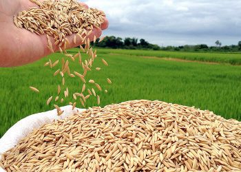Arroz tem forte valorização e se aproxima de R$ 80