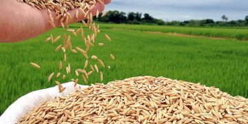 Arroz tem forte valorização e se aproxima de R$ 80