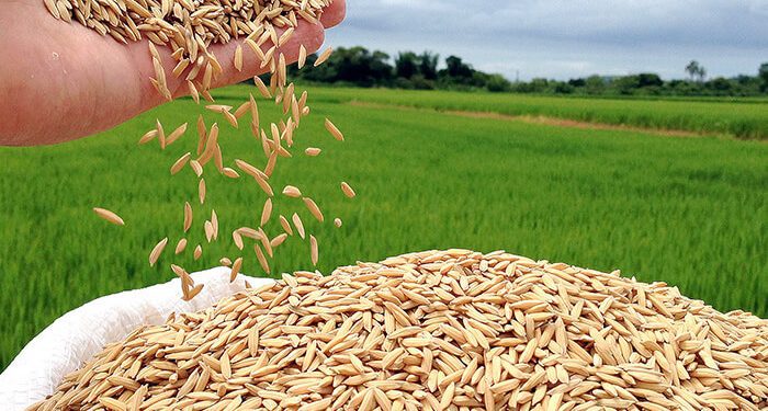 Arroz tem forte valorização e se aproxima de R$ 80