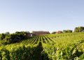 Cacis Estrela promove visita técnica à vinícola do Vale dos Vinhedos