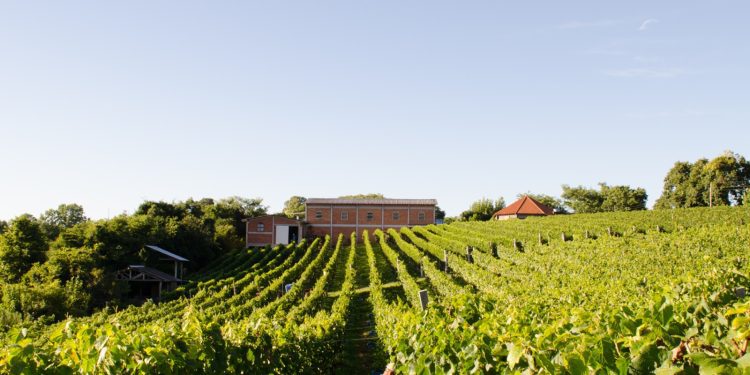 Cacis Estrela promove visita técnica à vinícola do Vale dos Vinhedos