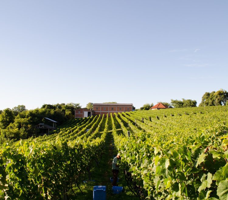 Cacis Estrela promove visita técnica à vinícola do Vale dos Vinhedos
