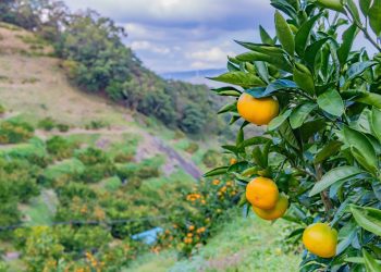 Conab tenta frear queda no preço da laranja