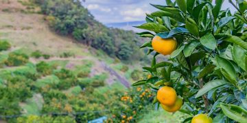 Conab tenta frear queda no preço da laranja