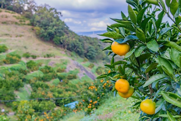 Conab tenta frear queda no preço da laranja